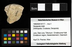 Foto (Objekt + Etiketten) von Decapoda indet. 